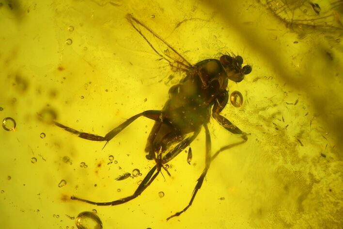 Fossil Fly (Diptera) In Baltic Amber #139030